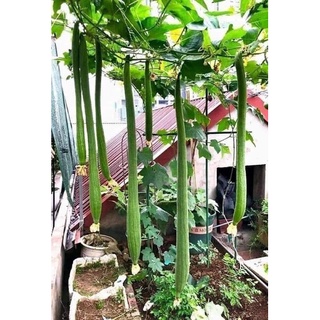 MƯỚP HƯƠNG SIÊU DÀI GÓI 2gr gần 20 hạt