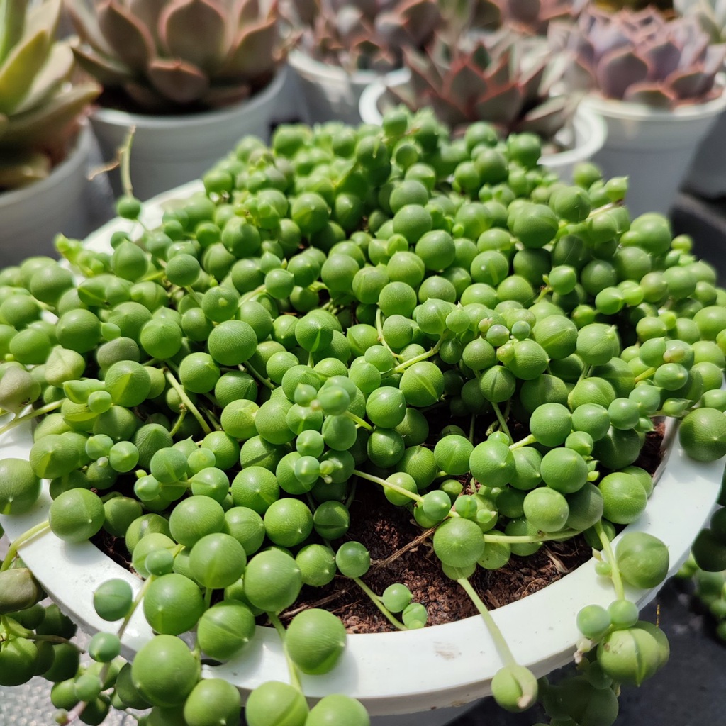 Sen Đá Hạt Ngọc Tròn Size Đại 13-15cm Siêu Đẹp, Vườn Sen Đá PANDAA GARDEN Đà Lạt Đã Thuần Khí Hậu, Lỗi 1 Đổi 1