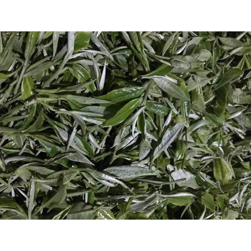 Chè san tuyết cổ thụ nhà làm