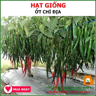 Hạt Giống Ớt Chỉ Địa Lai F1 Rạng Đông