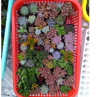 Combo 30 cây sen đá đủ loại - size nhỏ (5-8cm)