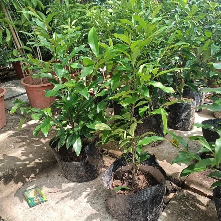 Cây giống hoa lan tiêu hay cây hoa hàm tiếu