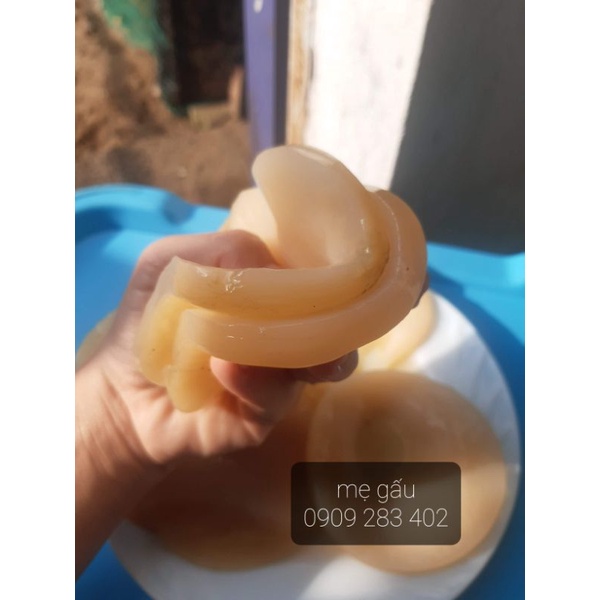 Con giống SCOBY - Nấm men Kombucha