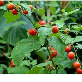 CÂY GIỐNG CÀ GAI (Hỗ trợ điều trị hiệu quả viêm gan A, B, C )