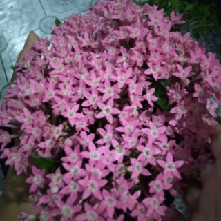 Diễm Châu ... hồng nhạc