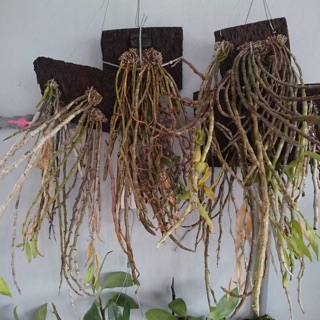 Dớn bảng trồng Lan dài 60cm ngang 20cm