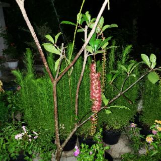 Cây Lộc Vừng Siêu Hoa