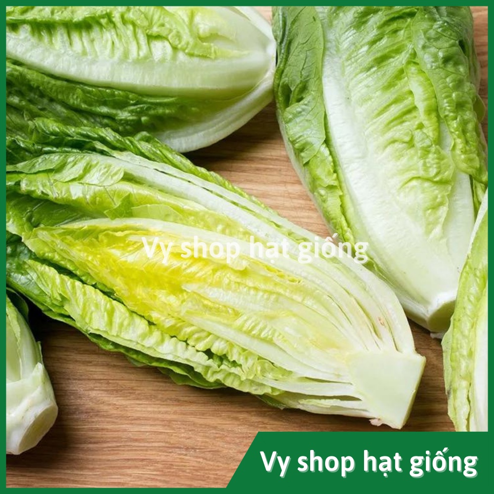 Hạt giống rau xà lách romaine Thái Lan gói 350 hạt