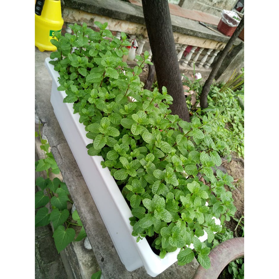 Hạt giống Húng bạc hà ta (húng lủi)