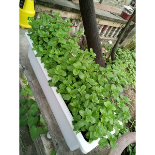 Hạt giống Húng bạc hà ta
