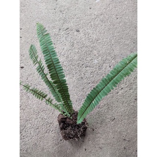 Cây dương xỉ lùn (làm cảnh)