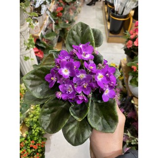 cây tử linh lan( violet châu phi) có kèm video cây
