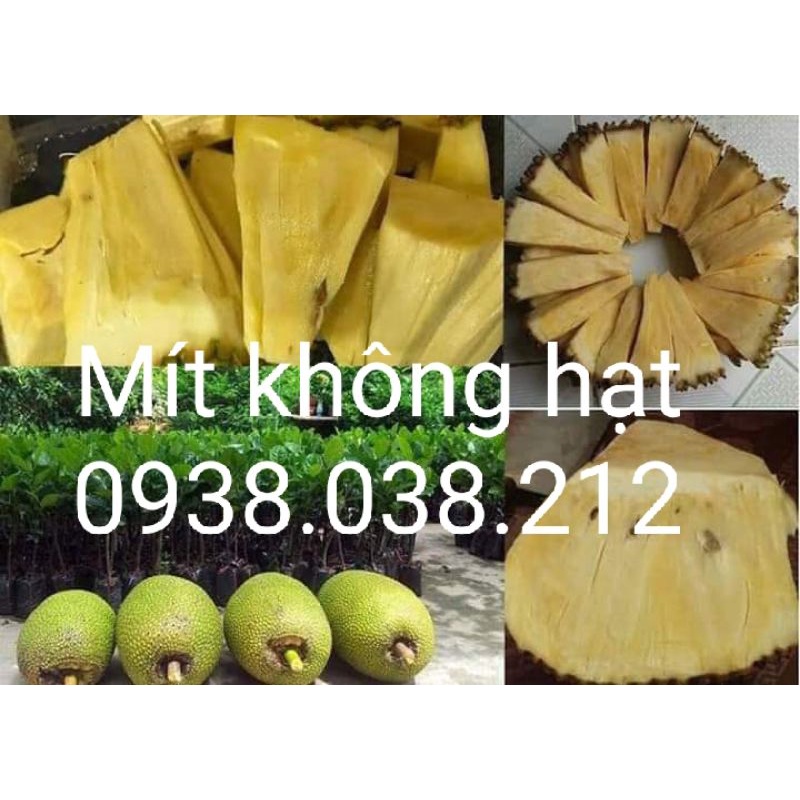 CÂY GIỐNG MÍT KHÔNG HẠT