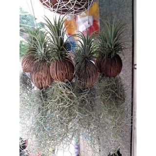 cây không khí tóc tiên