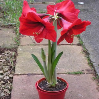 củ lan huệ đỏ nhung