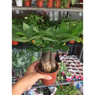 [HÀNG TUYỂN CHỌN]] Cây Kim Ngân 3 gốc