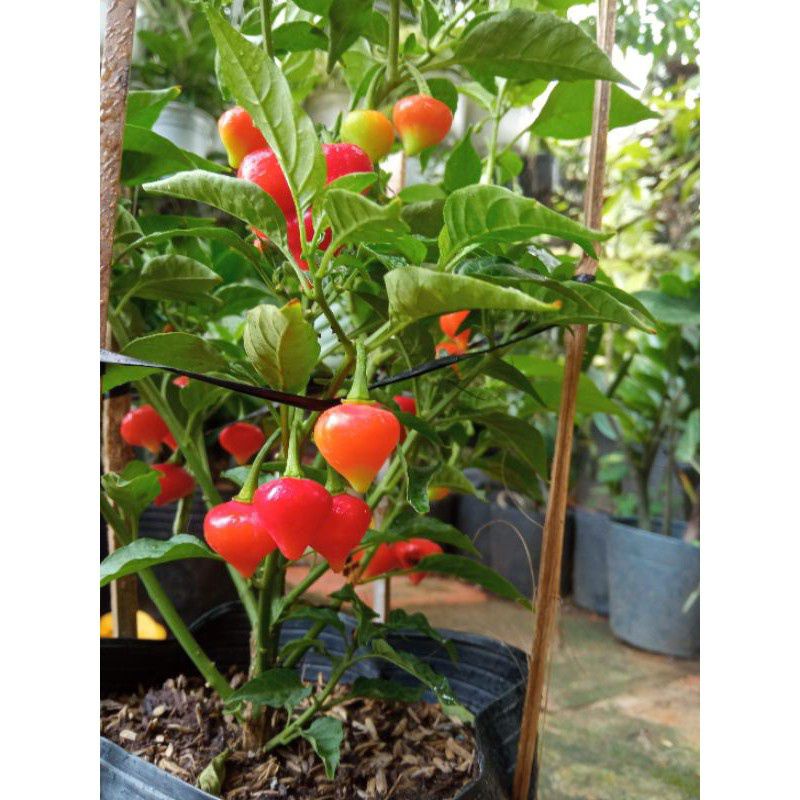 Cây ớt trái tim (tặng kèm phân bón)