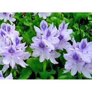 5 Cây Lục Bình Thủy Sinh (bèo tây)