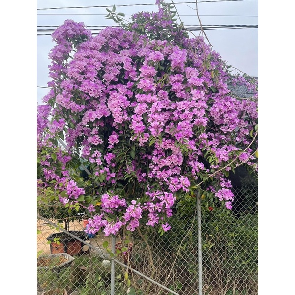 CÂY GIỐNG HOA LAN TỎI cao 50 cm