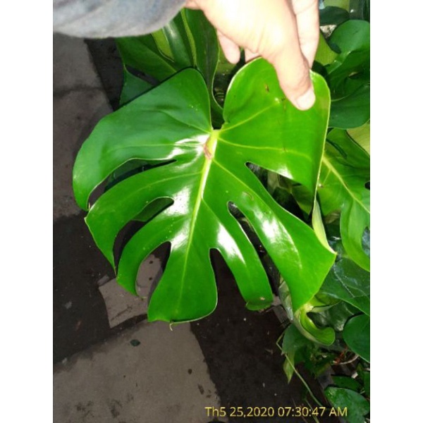 Trầu bà lá xẻ Nam Mỹ