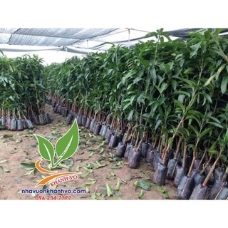Cây giống xoài úc siêu trái - Nhà Vườn Khánh Võ