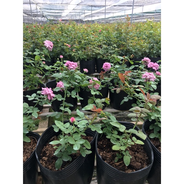 Hồng bụi kinda Blue Rose tím