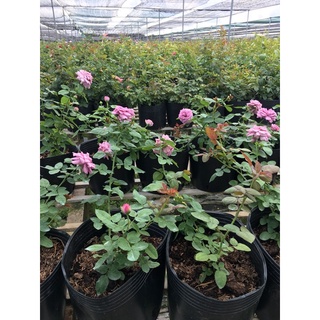Hồng bụi kinda Blue Rose tím