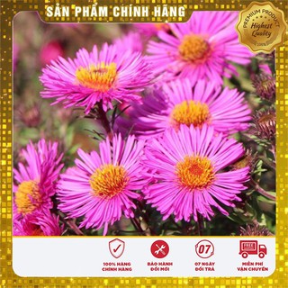 Hạt Giống Hoa Cúc Thạch Thảo( 50-100 hạt)