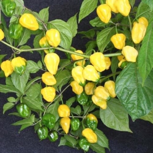 Hạt giống Ớt Siêu Cay Habanero vàng