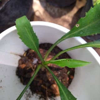 Hoa cúc nhật cánh kép màu tím