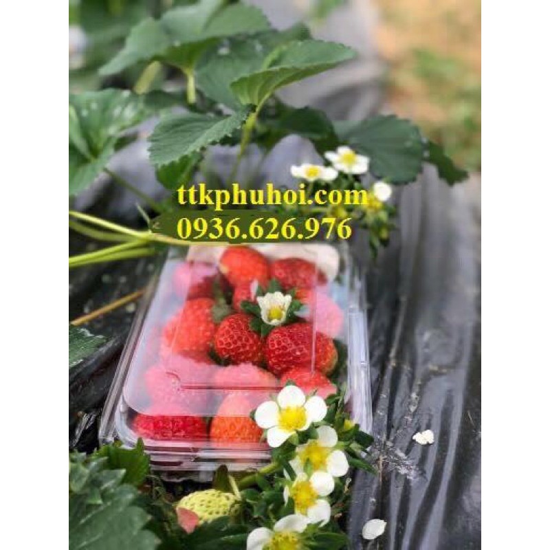 100 hộp nhựa đựng trái cây 350gr P350A