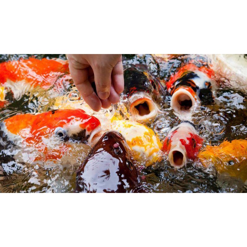 Thức ăn cho cá Koi tăng màu Beauty Koi Food 1kg (Đài Loan)