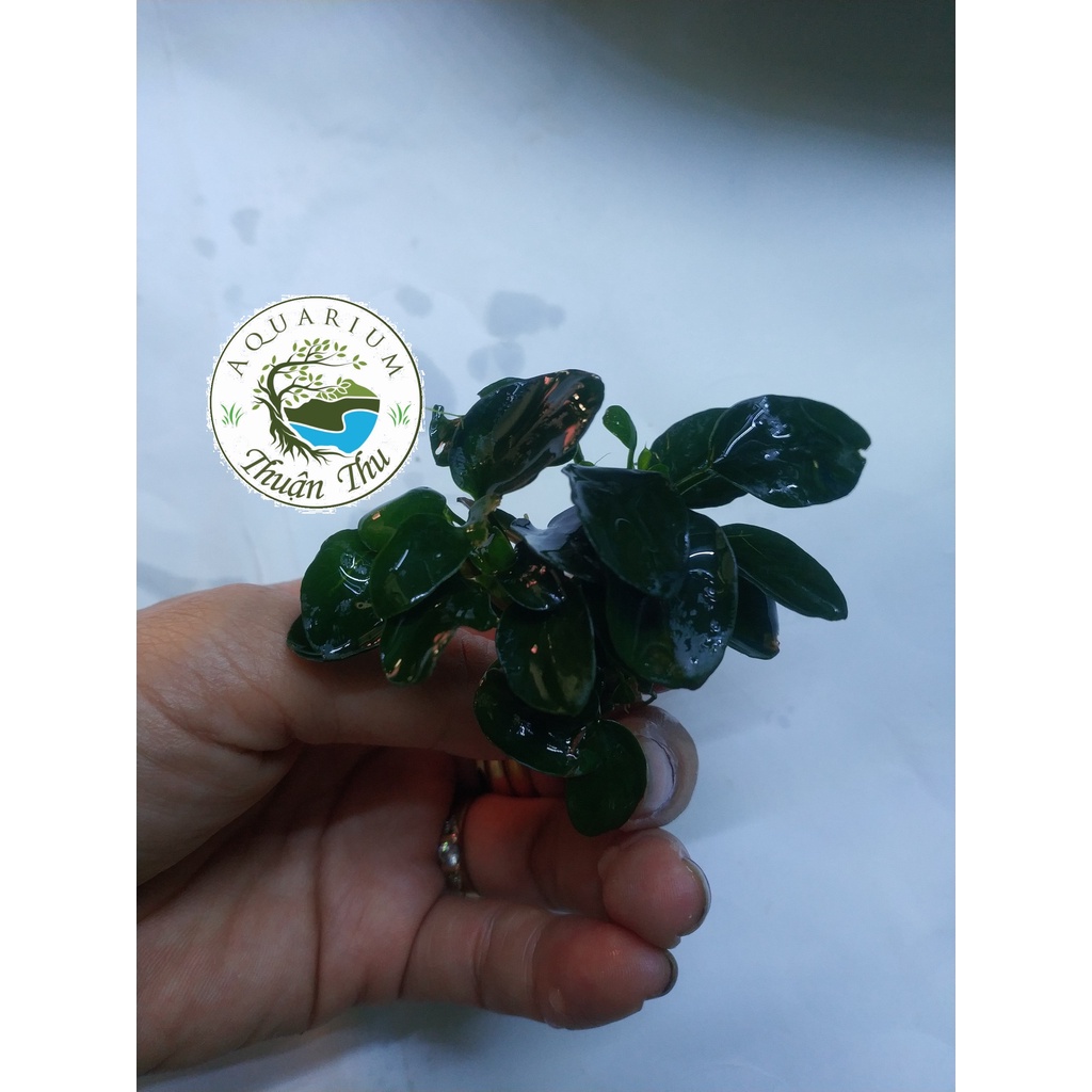 Cây thủy sinh Ráy Nana Petite Nhật