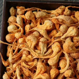 NỤ BÔNG ĐÔNG TRÙNG HẠ THẢO