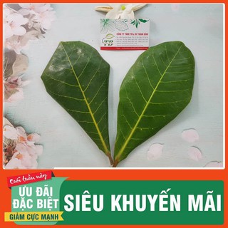 Lá Bàng Non 1Kg - Thu Hái Tươi, Lá Nguyên