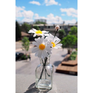 Hạt giống cúc họa mi (tặng kèm phân bón và kích mầm)