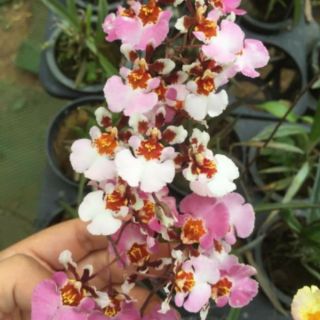 Combo Vũ nữ Bút Chì 4cay 150k