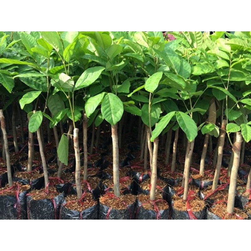 Cây giống Chôm Chôm Thái chuẩn