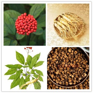 Hạt giống nhân sâm hàn quốc