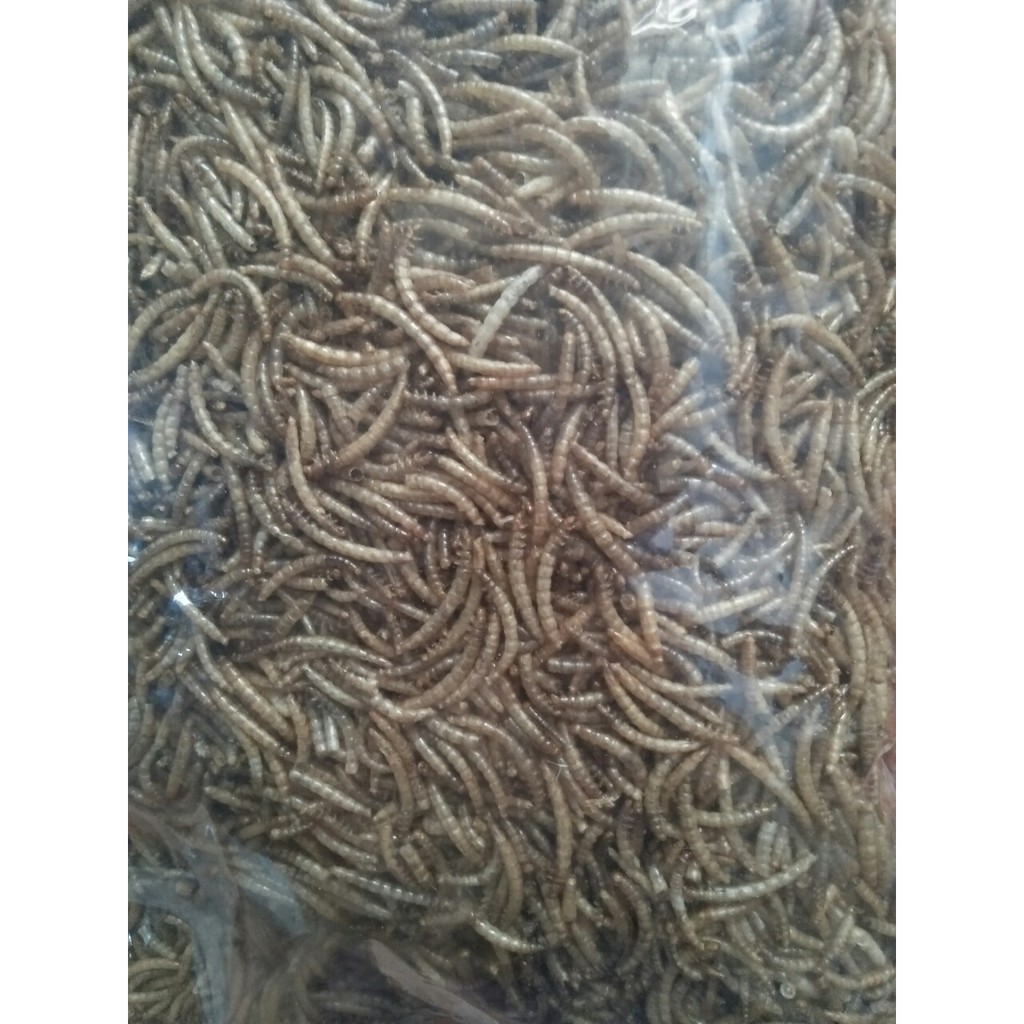 sâu size trung cho hamster nhím sóc