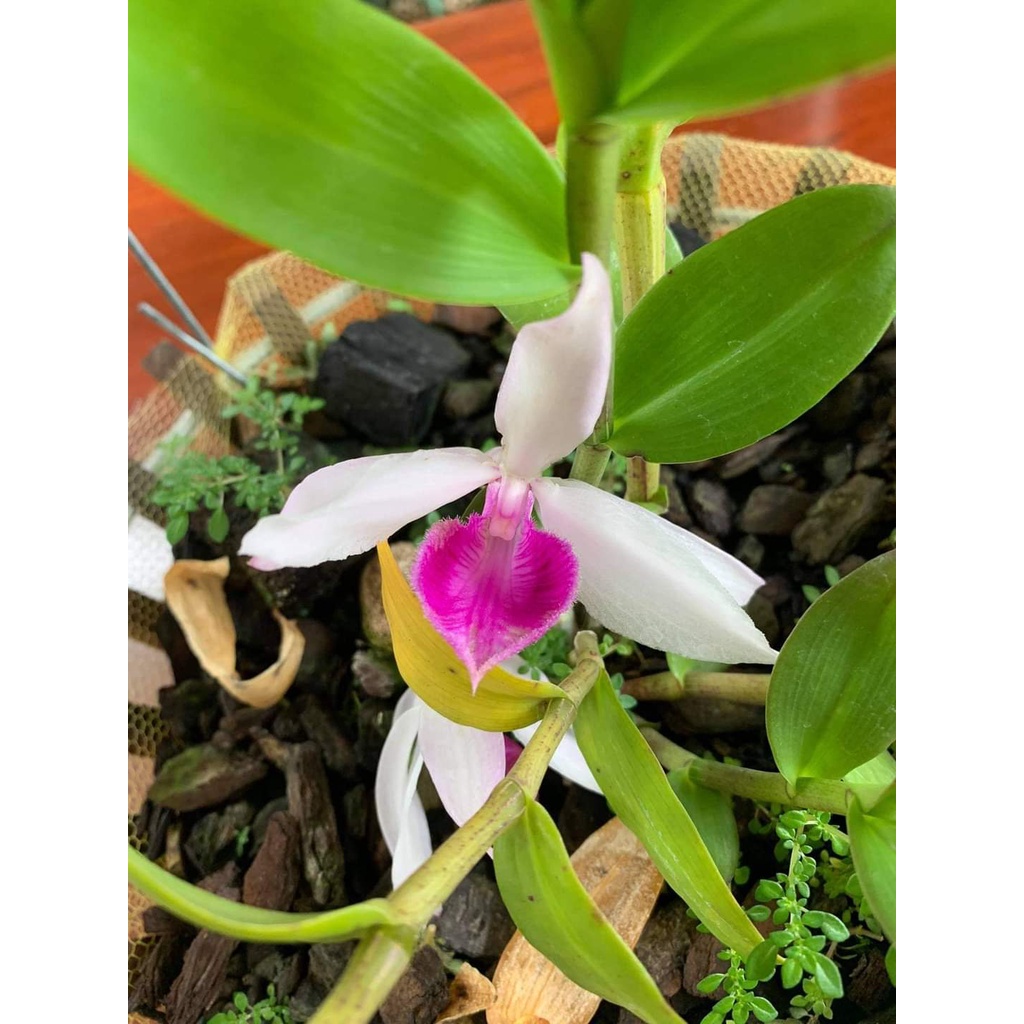 [Ảnh thật] giã hạc mắt mù bao đẹp