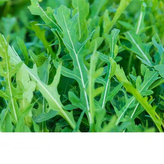 Hạt Giống Rau Thơm Wild Rocket 1gr