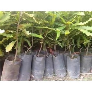 Cây giông Mắcca