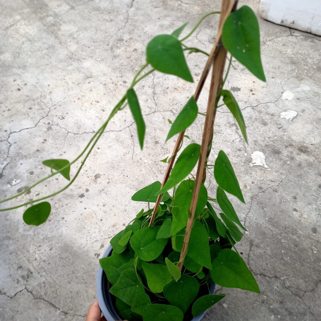 Chậu dây leo Sương Sâm Lông - Tiliacora triandra