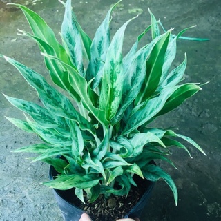 Chậu cây thu tiền
