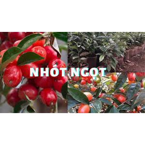 Cây nhót ngọt giống cao 30cm quả to ngọt năng suất cao (ảnh thật)