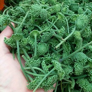 Nụ hoa tam thất bao tử khô 50g