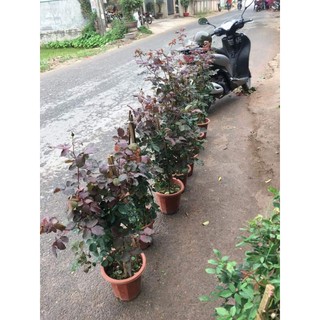 Hồng leo Hải Phòng