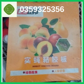 Tấm dính bẫy ruồi vàng - 10 tấm
