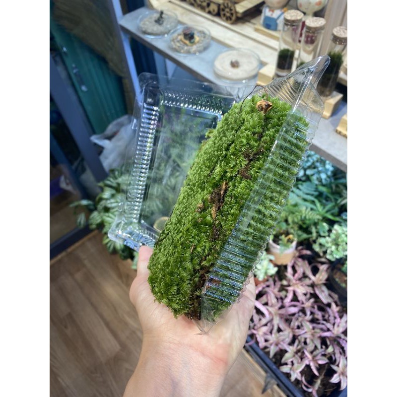 Rêu cushion, Rêu cỏ chịu cạn, rêu đầu xanh, rêu bán cạn, đắp non bộ, terrarium